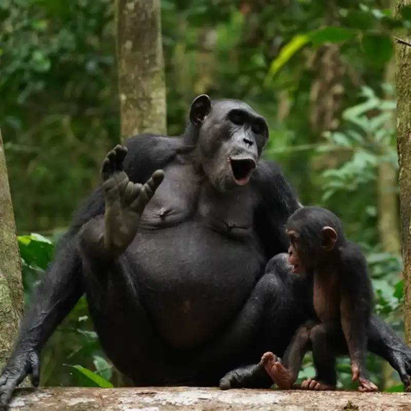 Chimpancés hablando