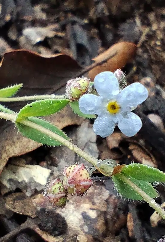 Descubren en Sevilla la “nomevés” una planta que se creía extinta hace más de 40 años