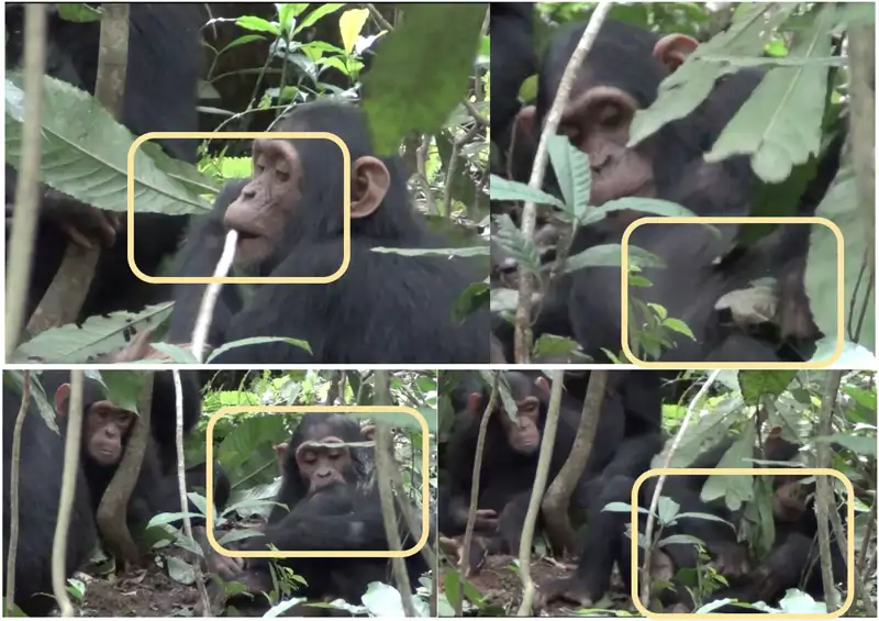 Chimpancé curándose