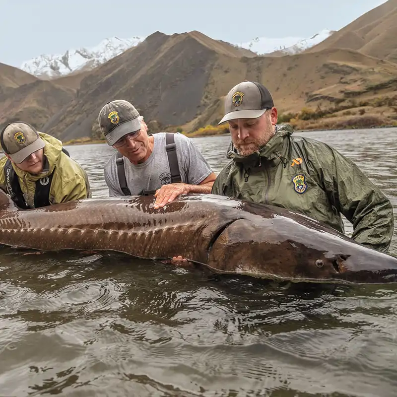 Esturión: el depredador que sobrevivió a la era de los dinosaurios 