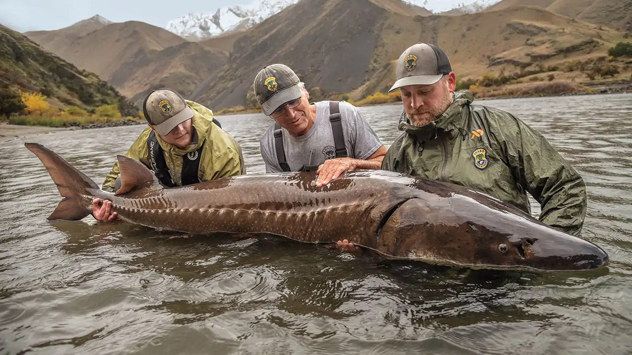Esturión: el depredador que sobrevivió a la era de los dinosaurios 