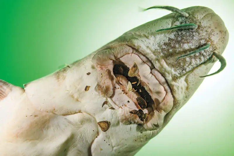 Esturión se alimenta de mejillones cebra
