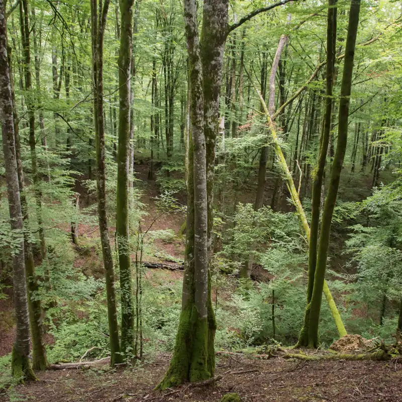 Naturaleza abierta: una original jornada como 'ecoexploradores' en Navarra