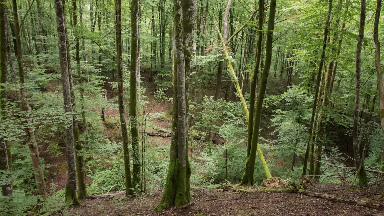 Naturaleza abierta: una original jornada como 'ecoexploradores' en Navarra