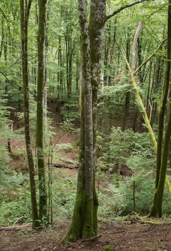 Naturaleza abierta: una original jornada como 'ecoexploradores' en Navarra