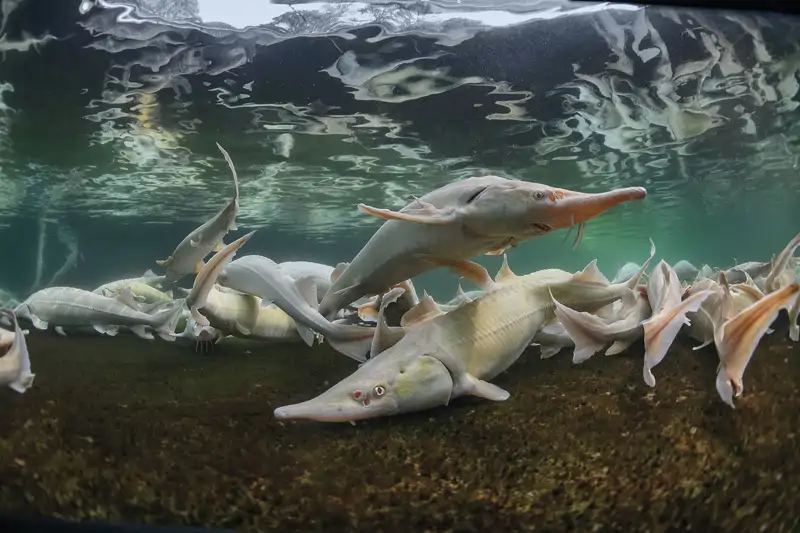 Iniciativas de conseración de la industria del caviar 