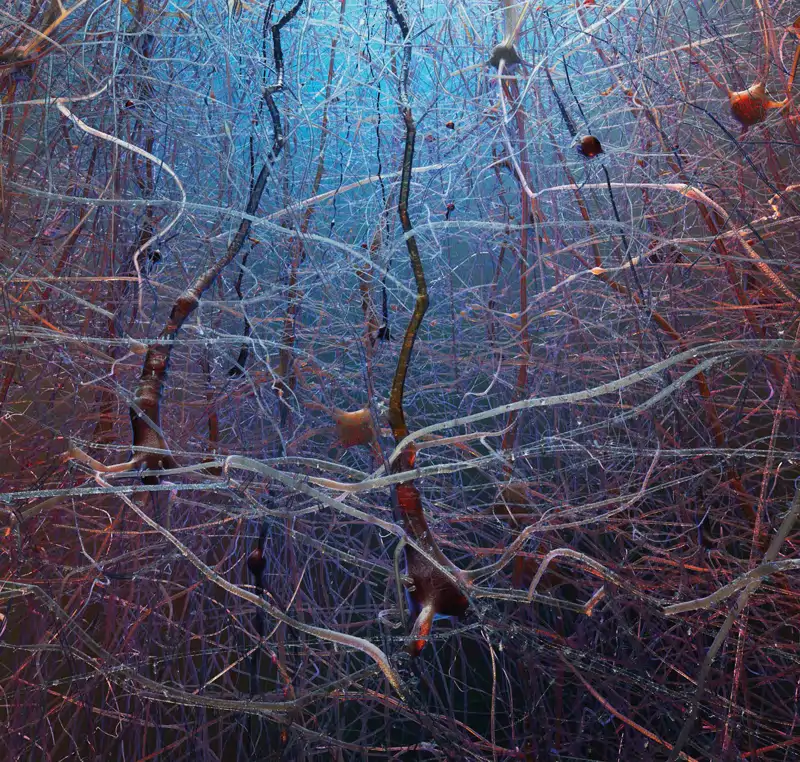 Microcircuito cortical de neuronas