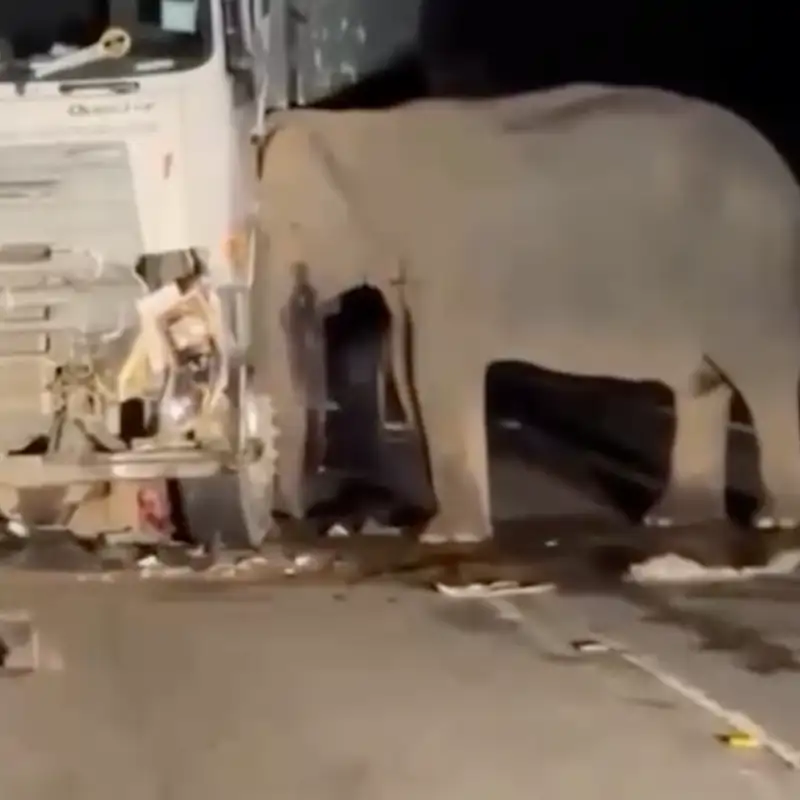 Una elefanta permaneció horas al lado del camión que atropelló a su cría
