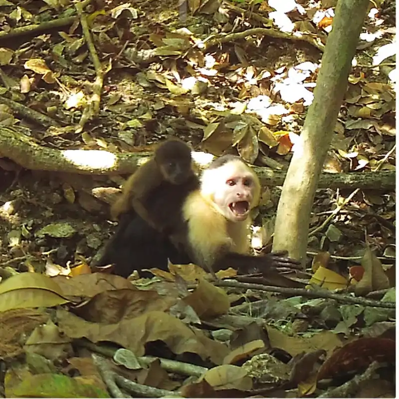 Estos monos capuchinos están secuestrando crías de otra especie: la inquietante tradición que ha desconcertado a los científicos