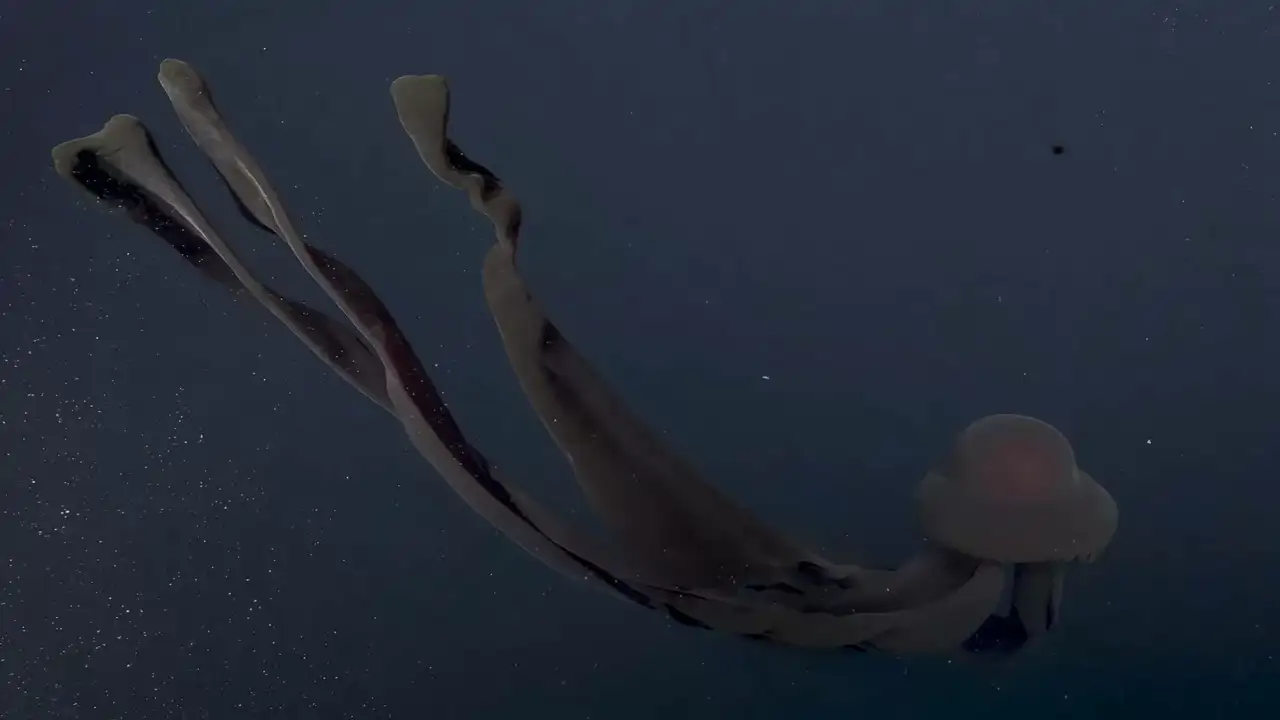 La extraña medusa