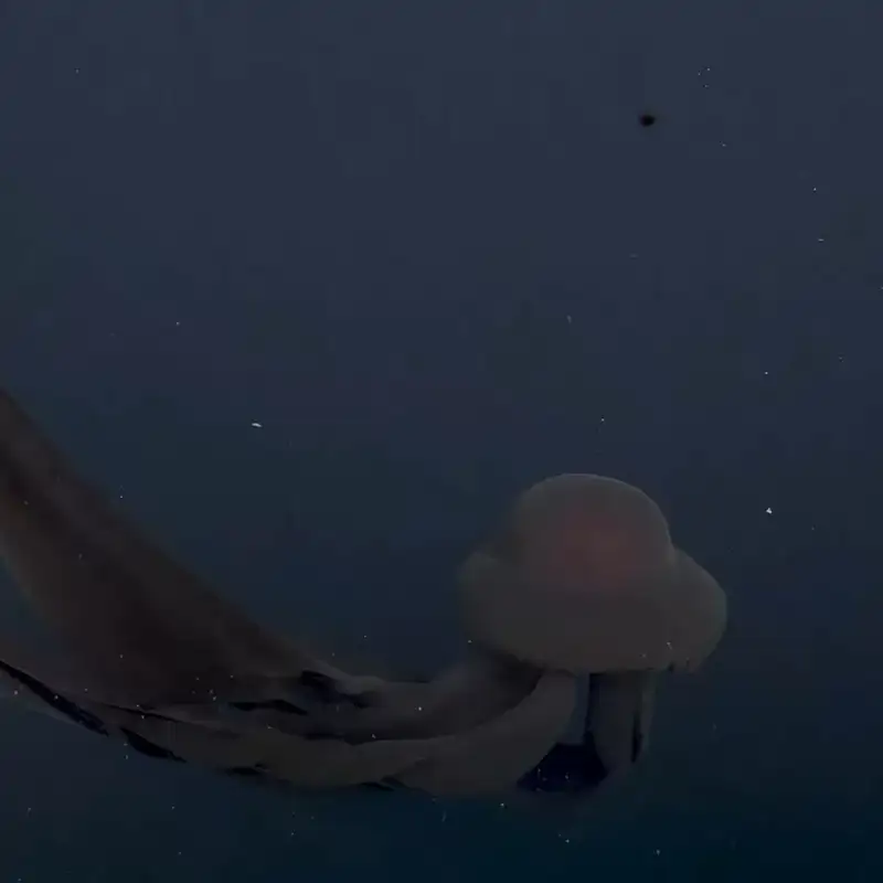 Pocos la conocen: esta medusa fantasma gigante mide 10 metros y se oculta en el fondo del mar