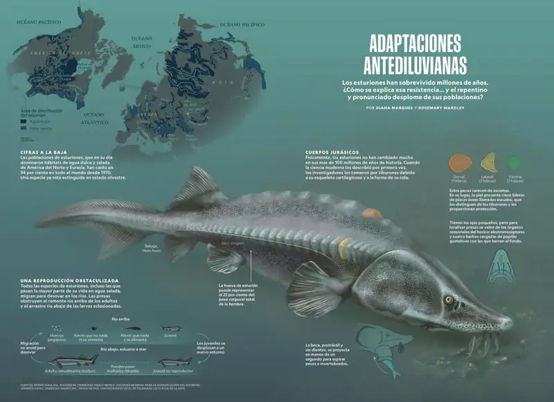 Esturiones: adaptaciones antediluvianas