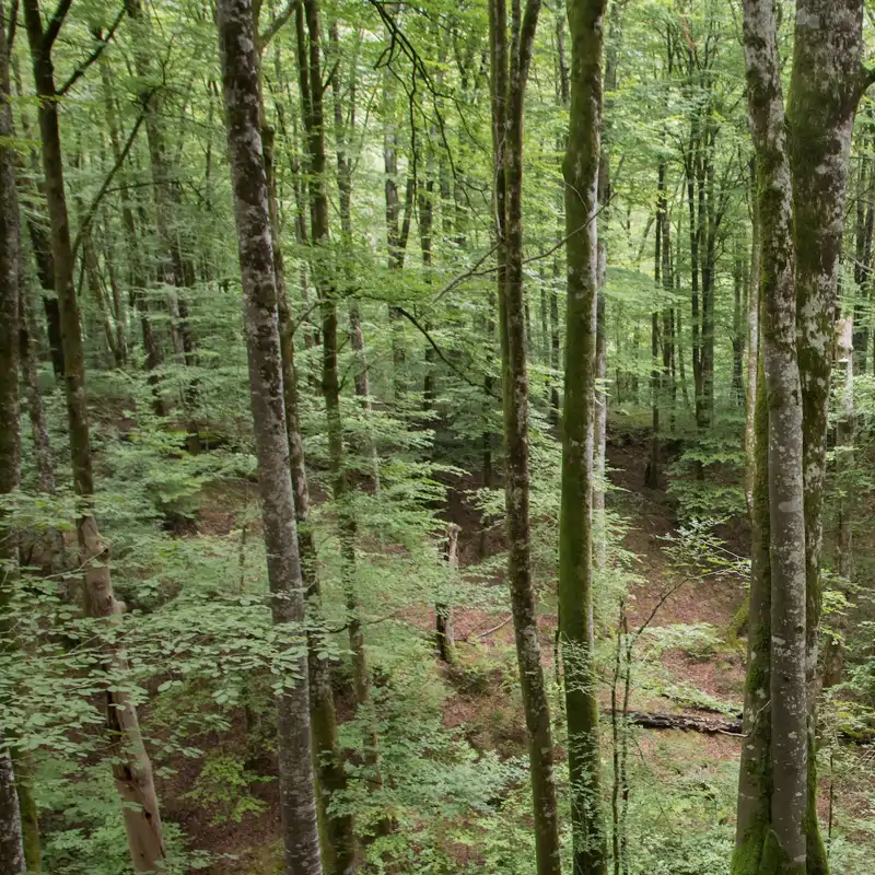 Los ecosistemas terrestres, en cifras