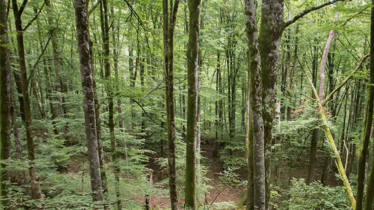 Los ecosistemas terrestres, en cifras
