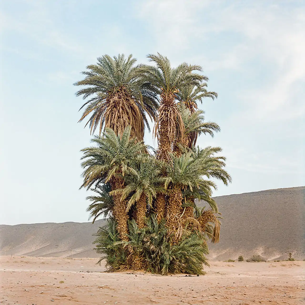 Restos de un antiguo oasis 