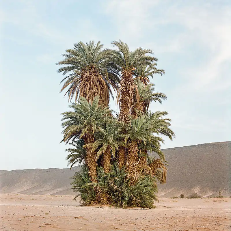 Oasis al límite: los secretos ancestrales para conservarlos y evitar su desaparición 