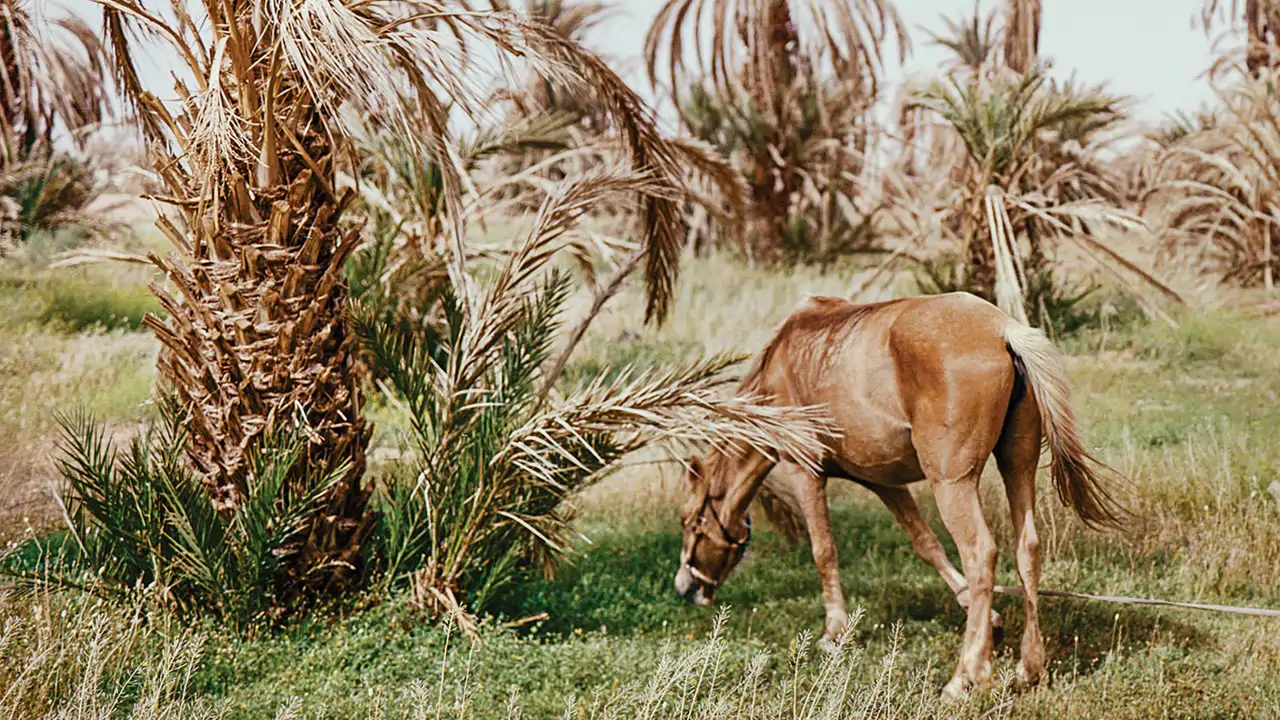 Oasis al límite: los secretos ancestrales para conservarlos y evitar su desaparición 