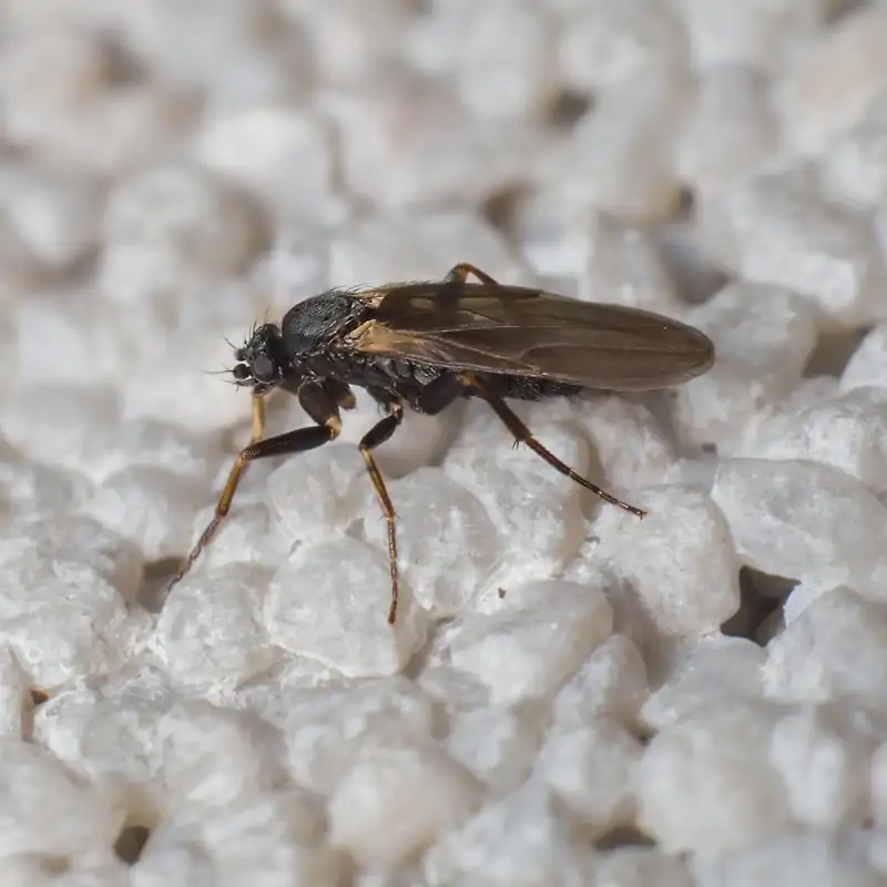 Madrid lanza una ofensiva contra la mosca negra en el Río Manzanares