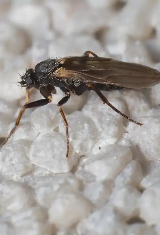 Madrid lanza una ofensiva contra la mosca negra en el Río Manzanares