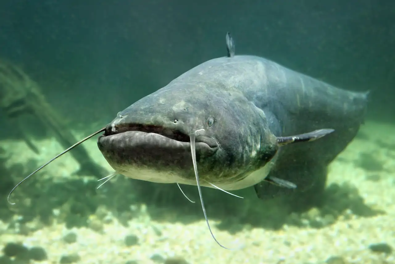 Siluro (Silurus glanis)