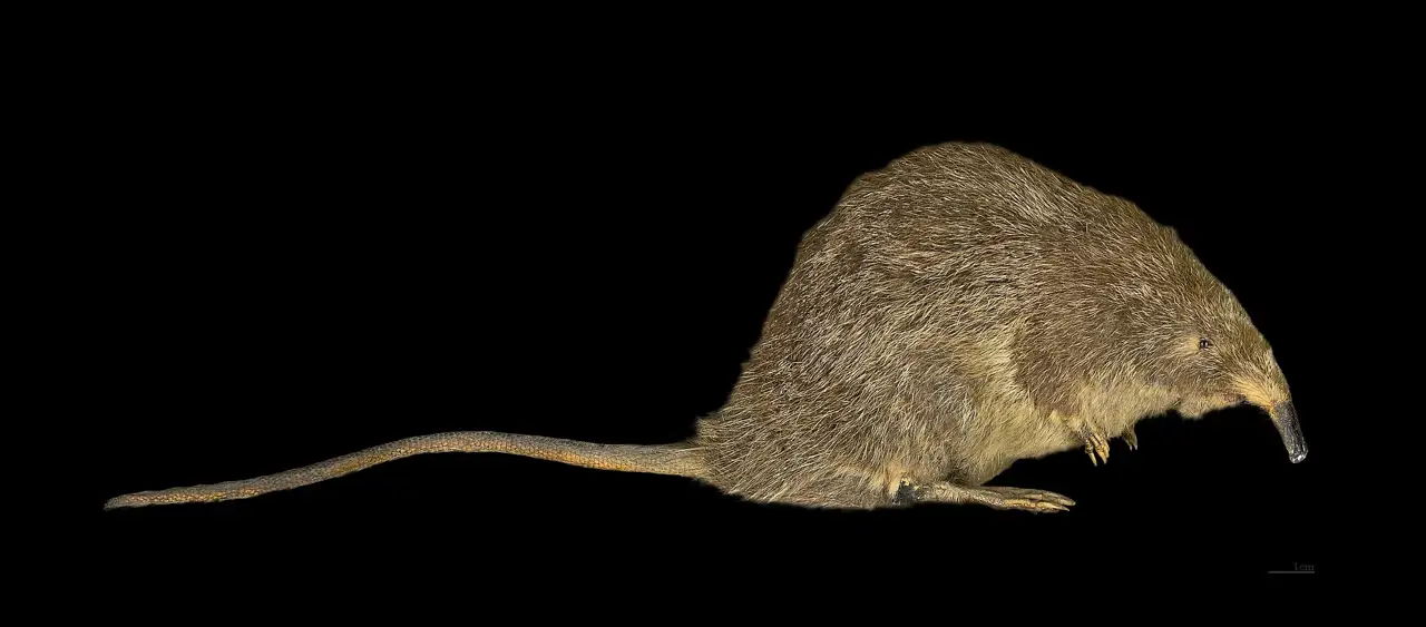 Desmán ibérico