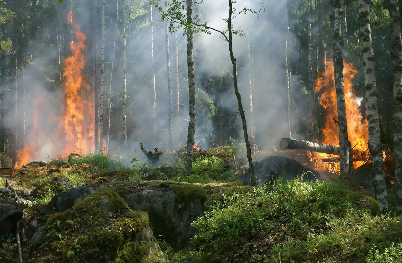 Incendios forestales
