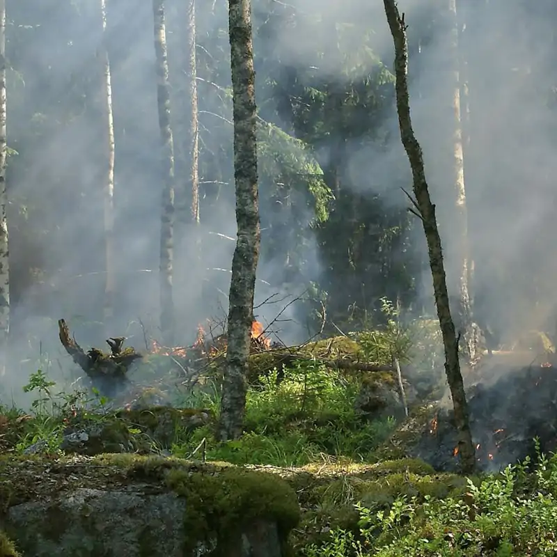 Emergencia ambiental: En 2024 se perdieron 6,7 millones de hectáreas de bosques