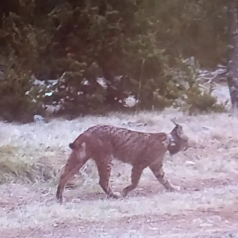 De Sevilla a Lleida: la sorprendente aparición de Secreto, un lince ibérico en Cataluña