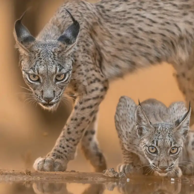 ¡Buenas noticias! Nuevo récord del lince ibérico en España y Portugal