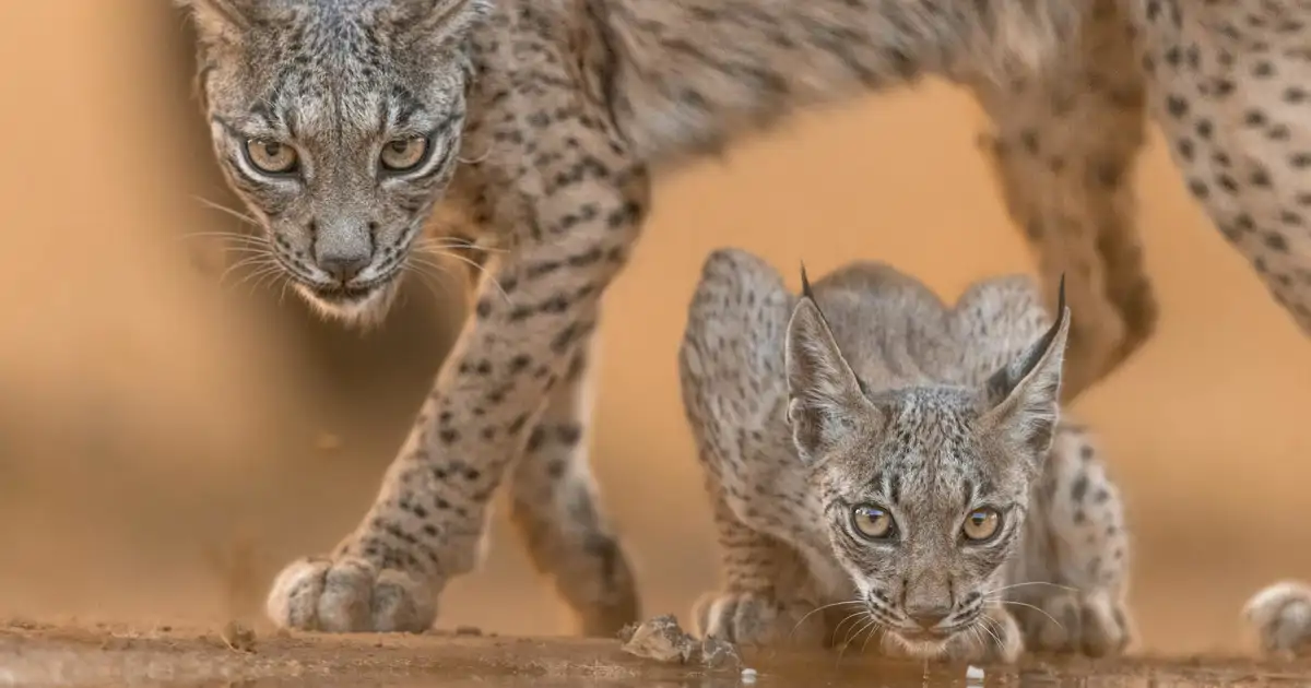 ¡Buenas noticias! Nuevo récord del lince ibérico en España y Portugal