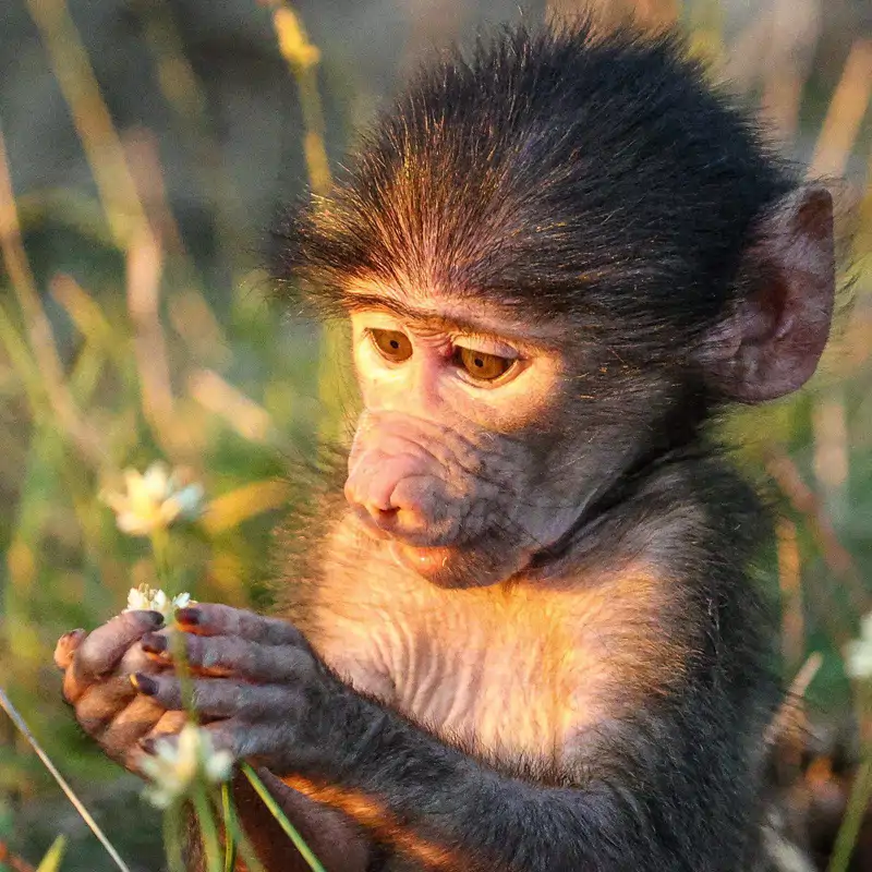12 imágenes de animales que nos muestran el lado más tierno de la naturaleza