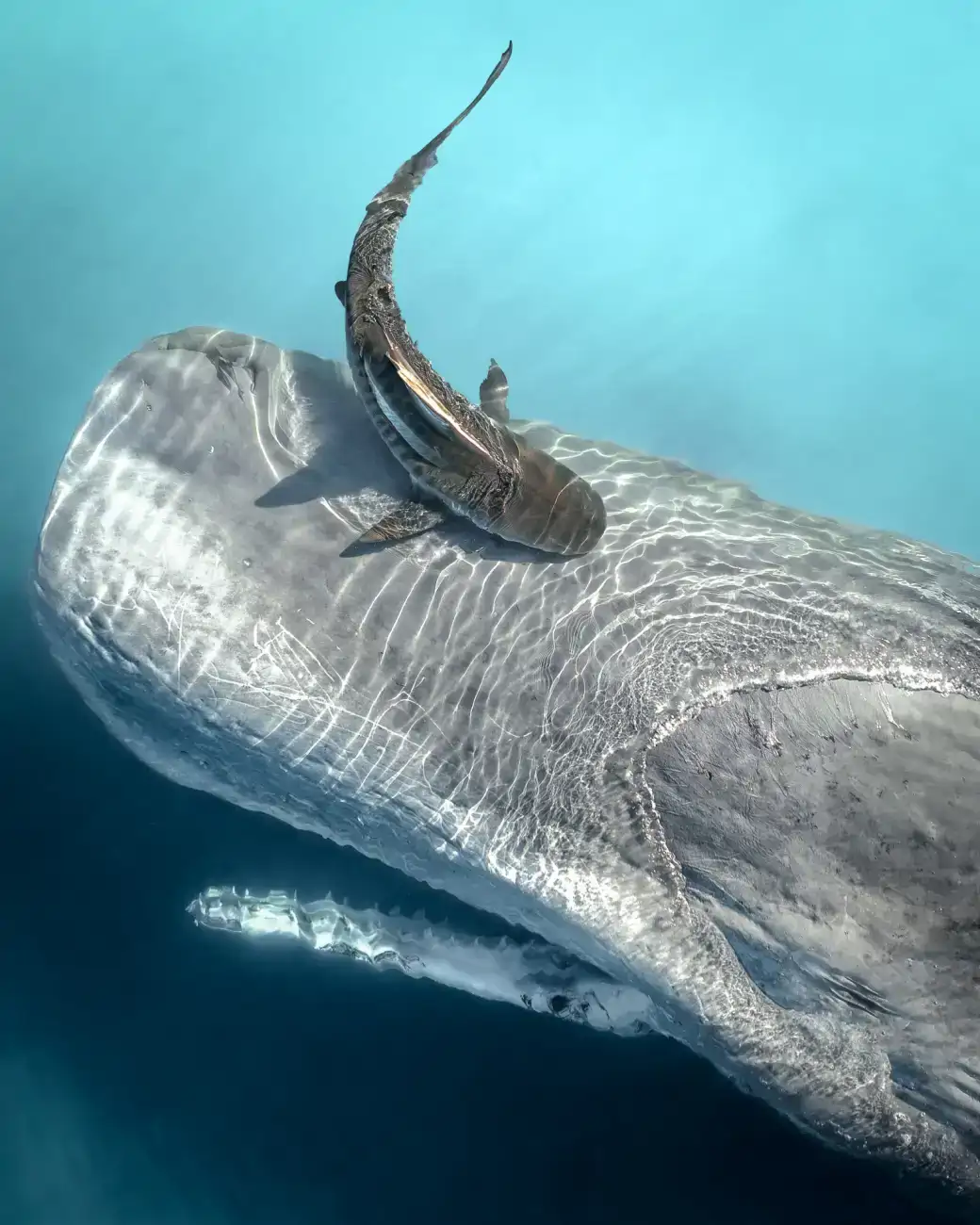 27-ballena-toby-nicol-drone-photography-awards_10d93561_250530101638_1040x1300.webp