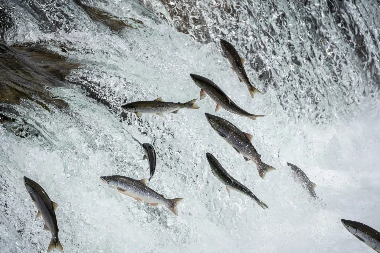salmon