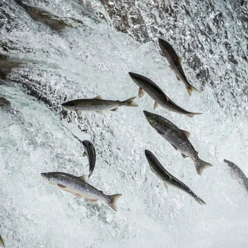 El atrevimiento de los salmones que acaban tomando ansiolíticos
