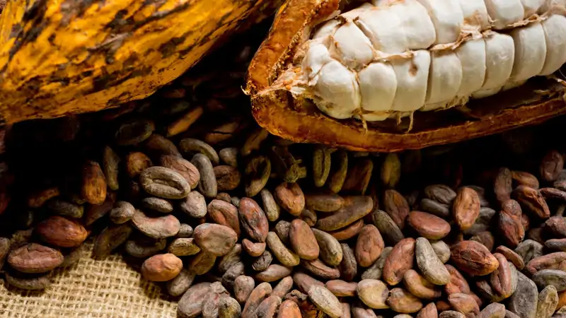 Cacao