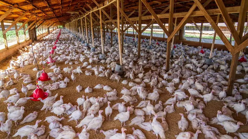 Granja de pollos