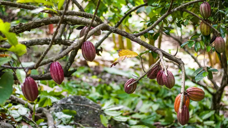 Planta de aguacates