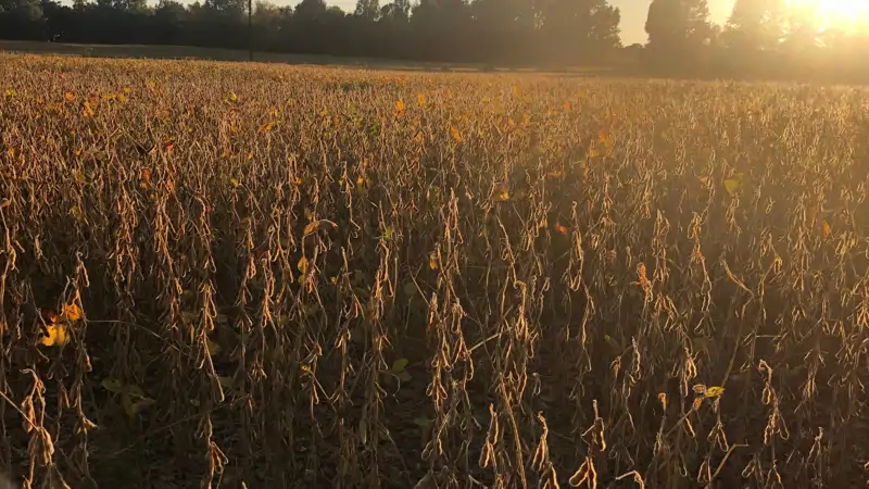 Plantación de soja en sequía