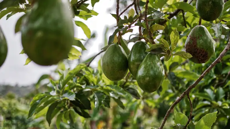 Plantas de aguacates