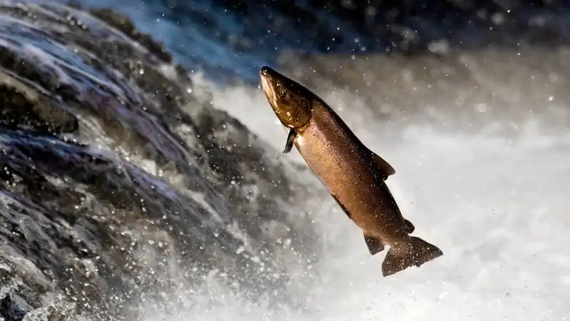 Salmón