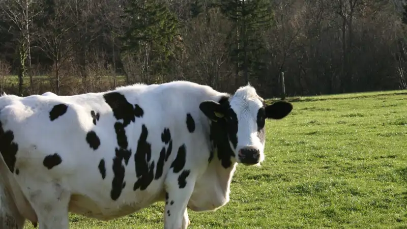 Vaca lechera