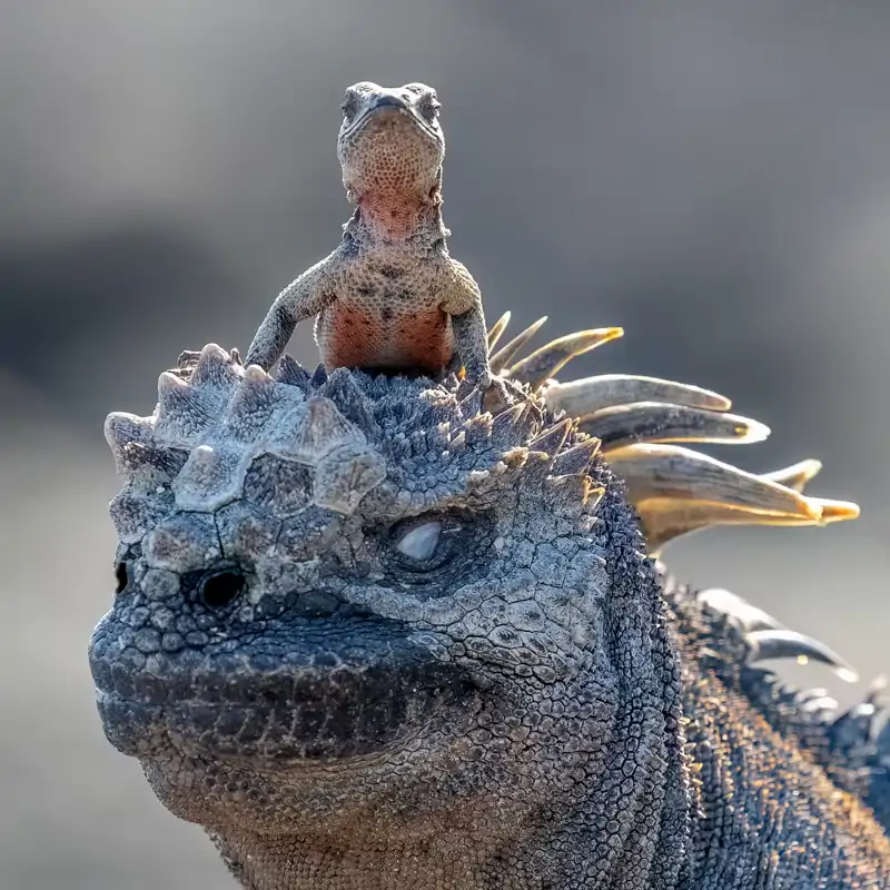El lado más divertido de la naturaleza: las mejores fotos de los Nikon Comedy Wildlife Awards (por ahora)