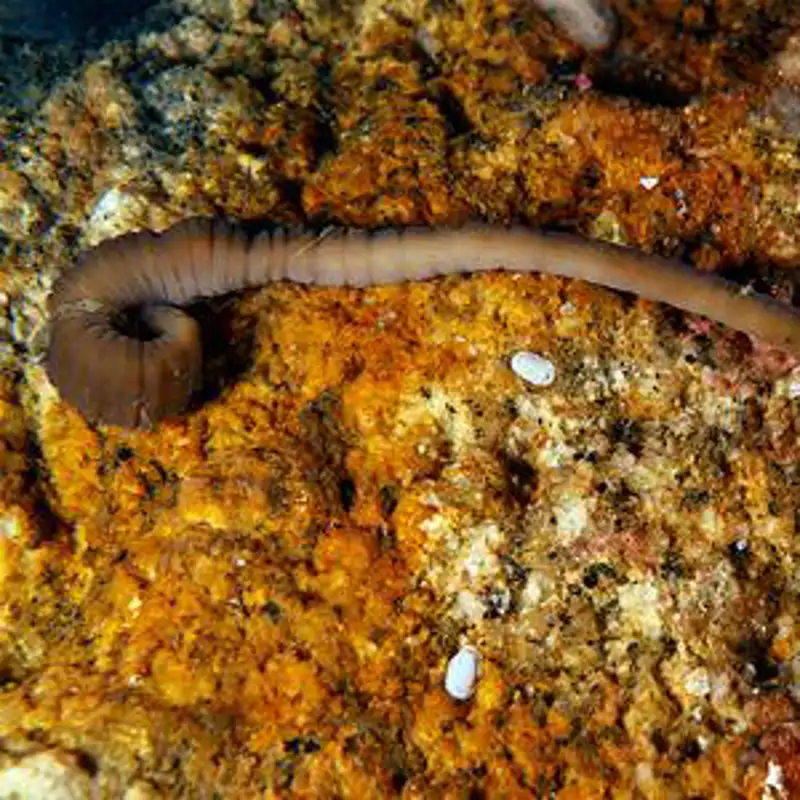 Descubren al 'acordeón viviente', el gusano venenoso que habita la costa de Galicia y que puede contraerse como las sanguijuelas