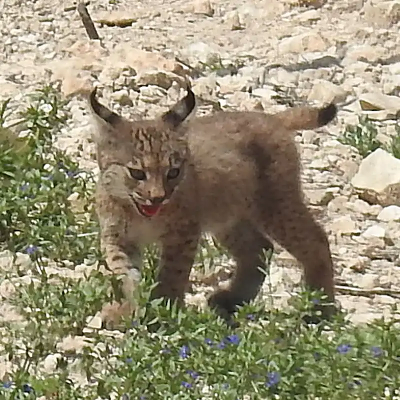 Esperanza para el felino más amenazado del mundo: nacen los primeros linces ibéricos en libertad en Murcia