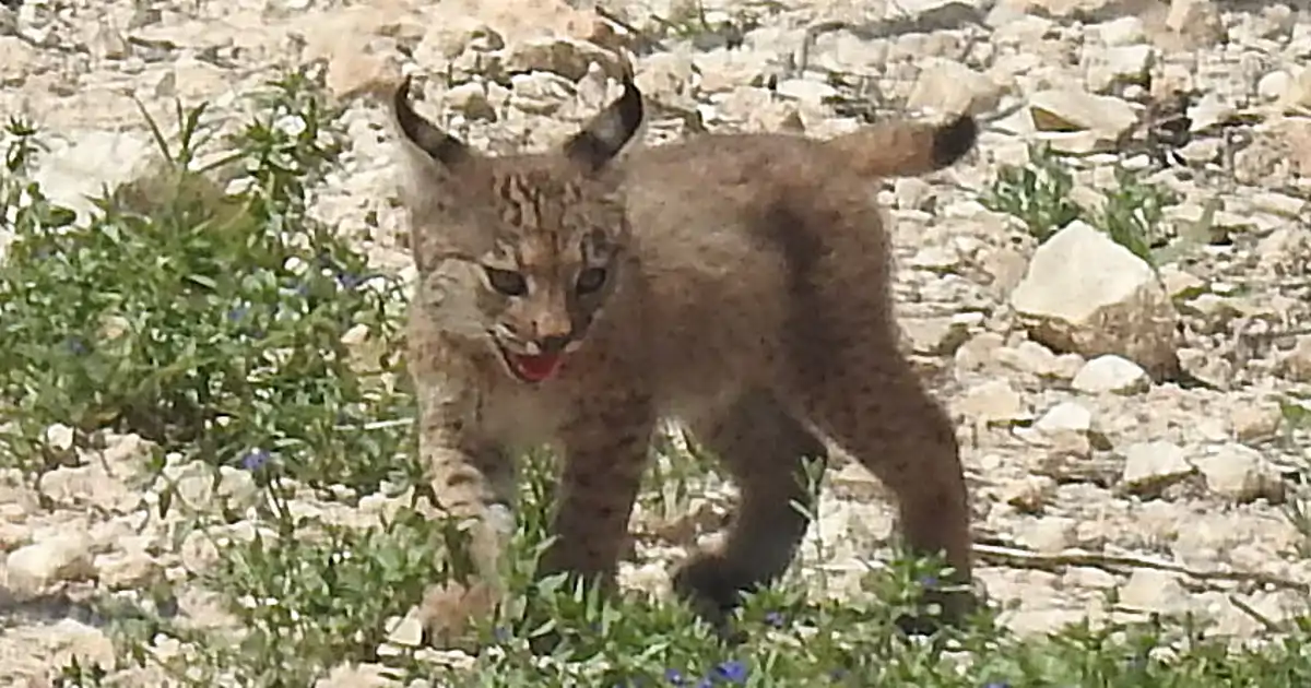 Nacen los primeros linces ibéricos en libertad en Murcia