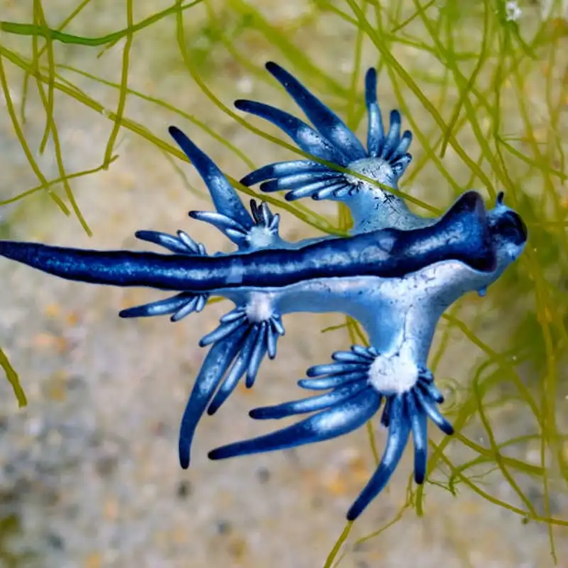 Localizado en aguas de Mallorca un dragón azul: no se avistaba en Baleares desde hace más de 300 años