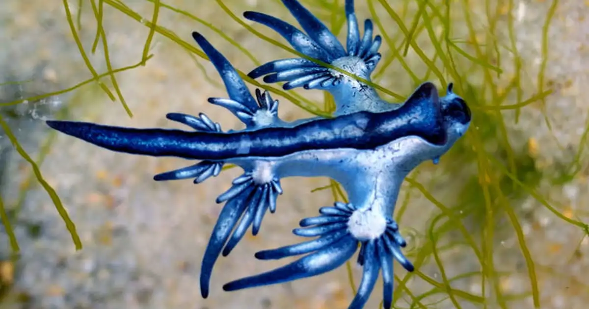 Localizan un dragón azul en aguas de Baleares