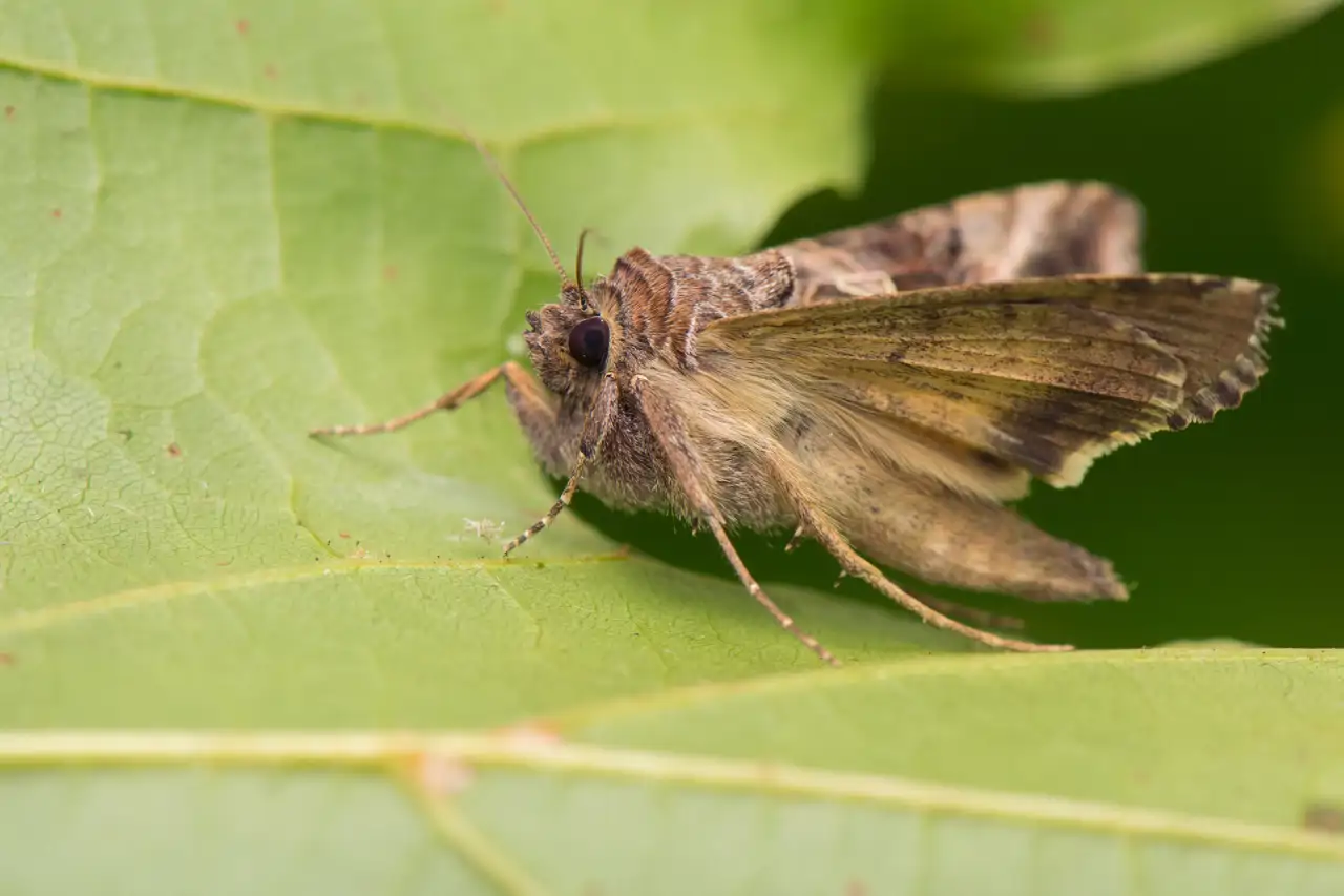 Polilla Autographa gamma