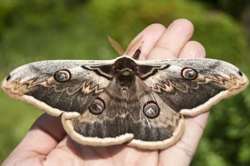 Polilla Saturnia Pyri
