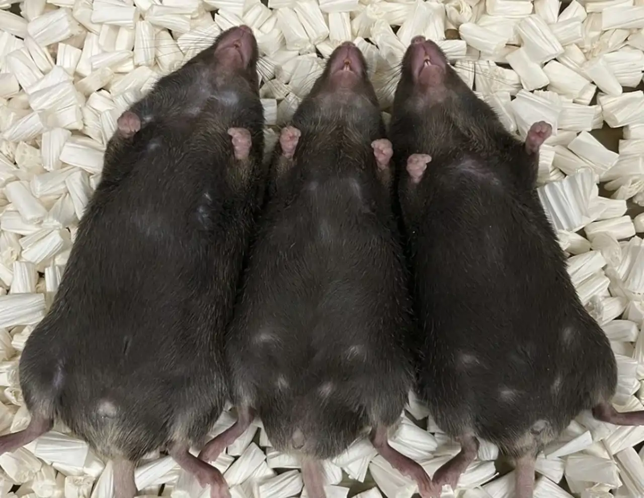 Ratones del experimento